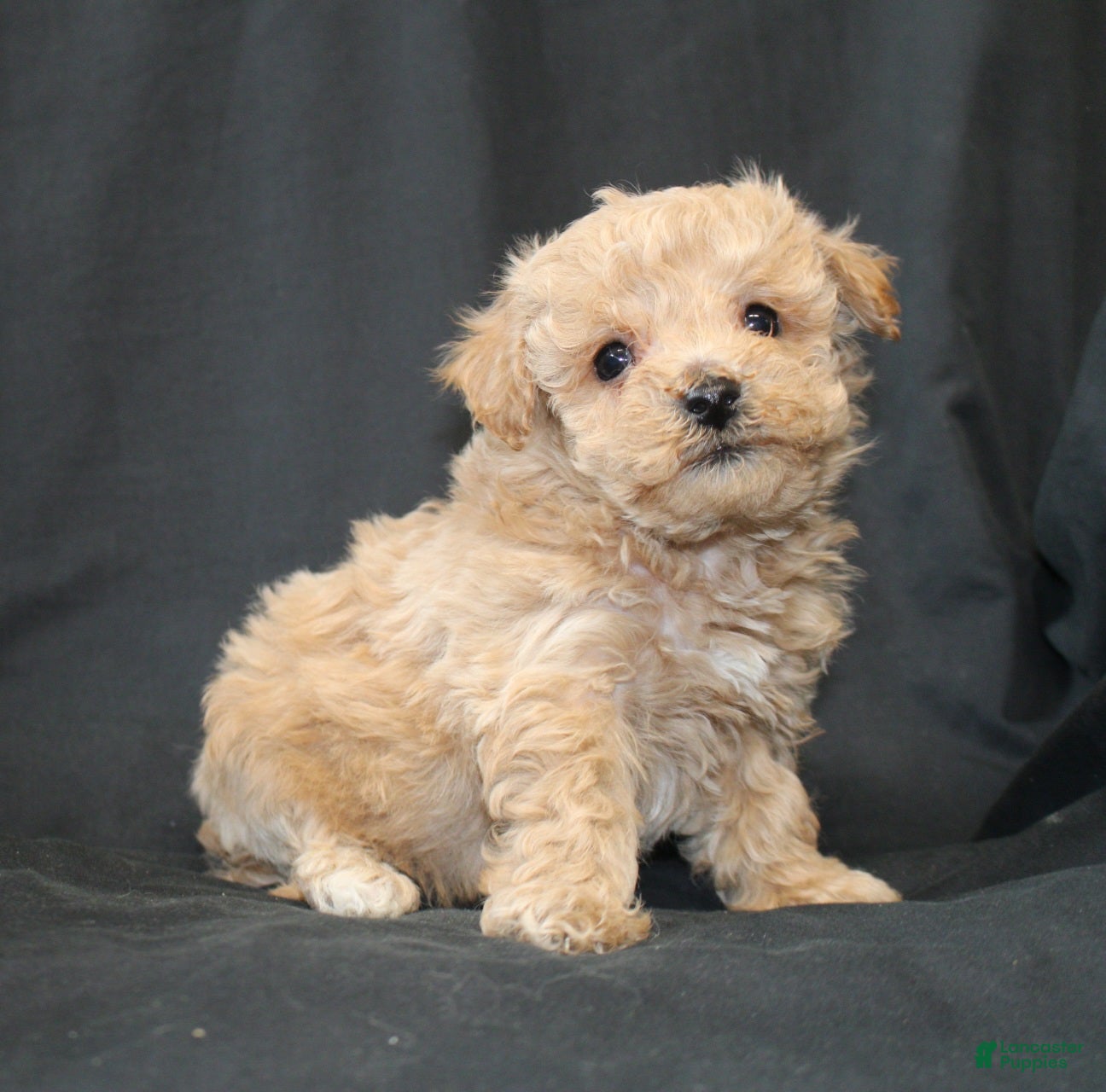 Bichpoo dogs Bandit. - Ad 33