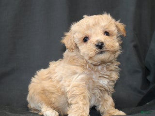 Bichpoo dogs Bandit. - Ad 13