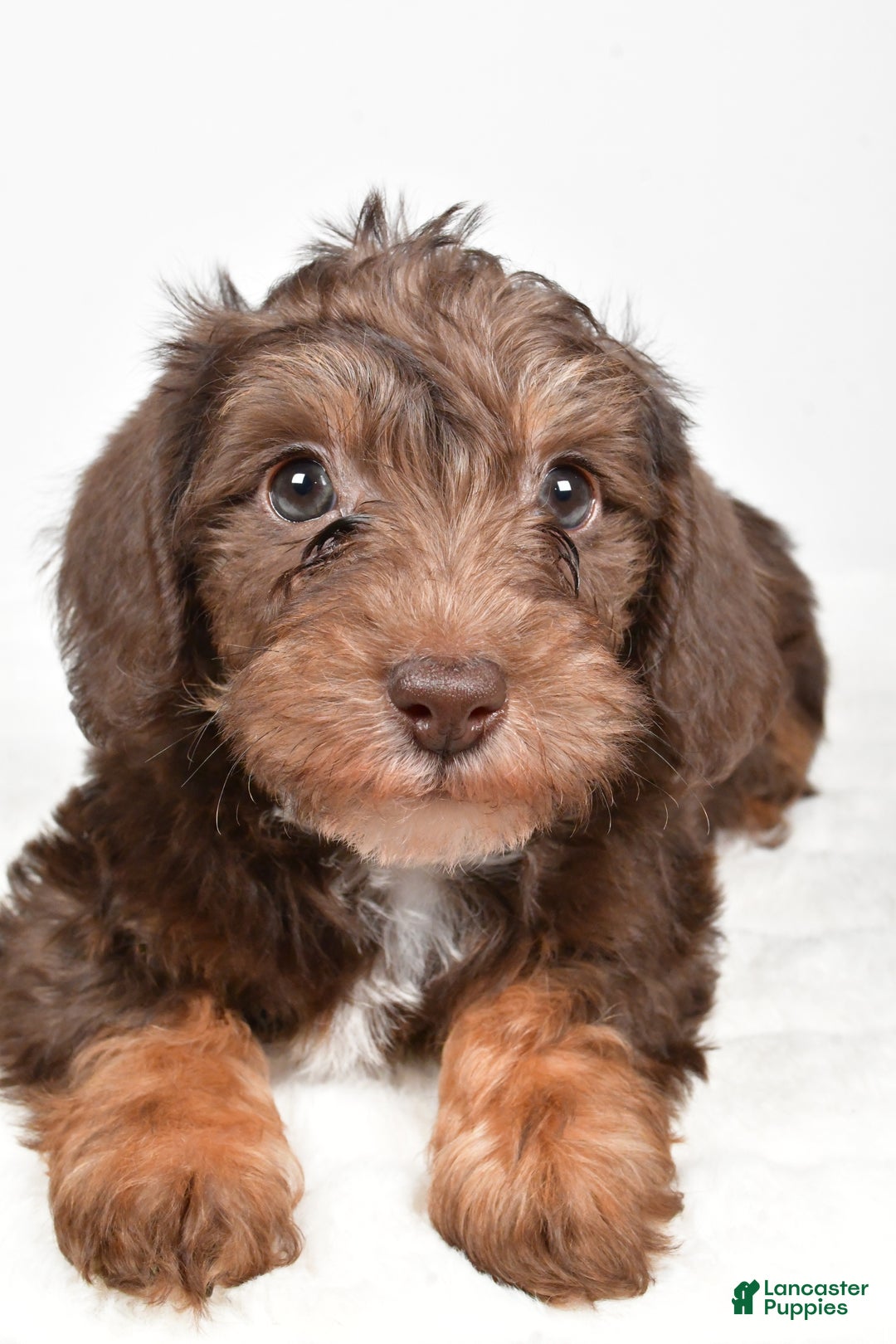 Mixed Breed dogs for sale: Pluto - Ad 8