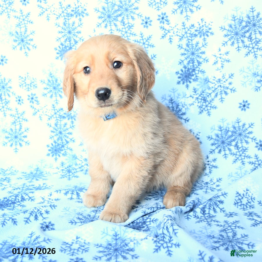 Golden Retriever dogs Lily - Ad 33
