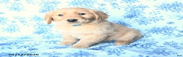 Golden Retriever dogs for sale: Lily - Ad 1
