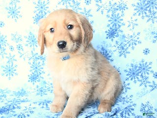 Golden Retriever dogs Lily - Ad 2