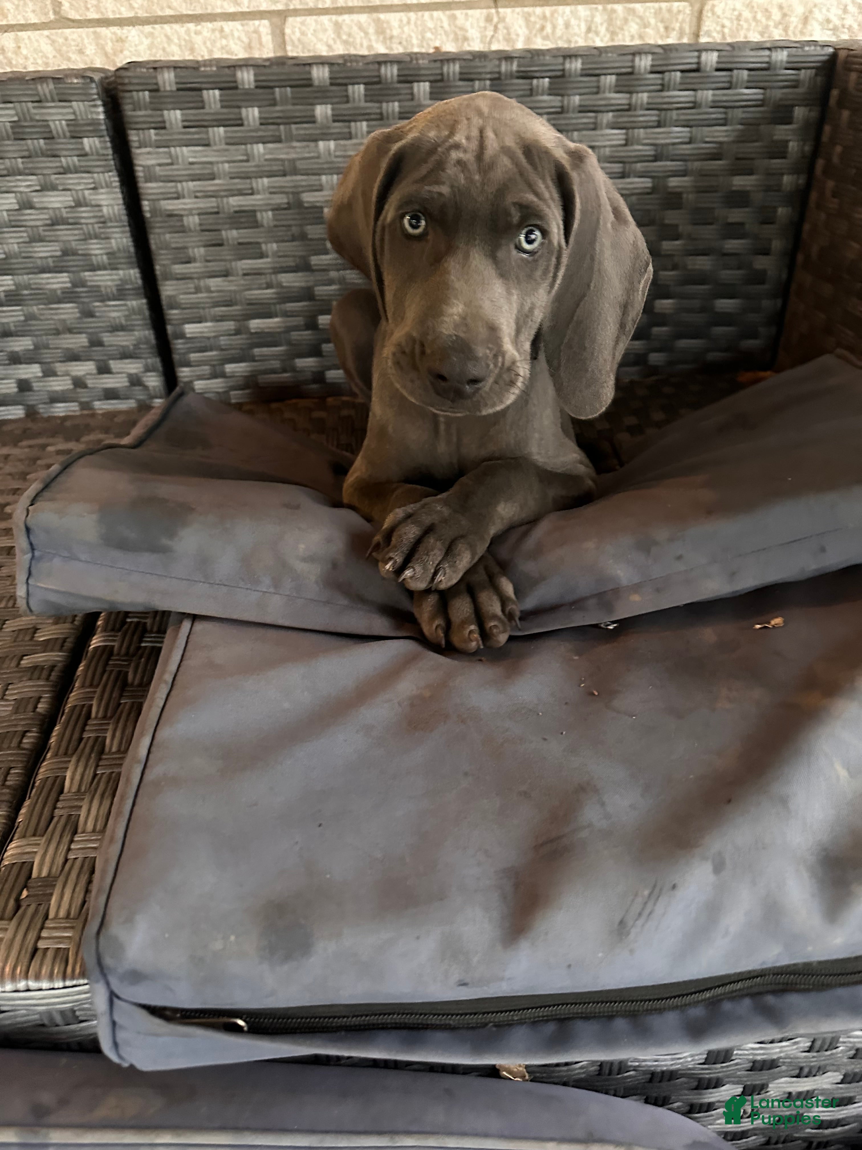 Weimaraner dogs Eddie Vedder - Ad 1