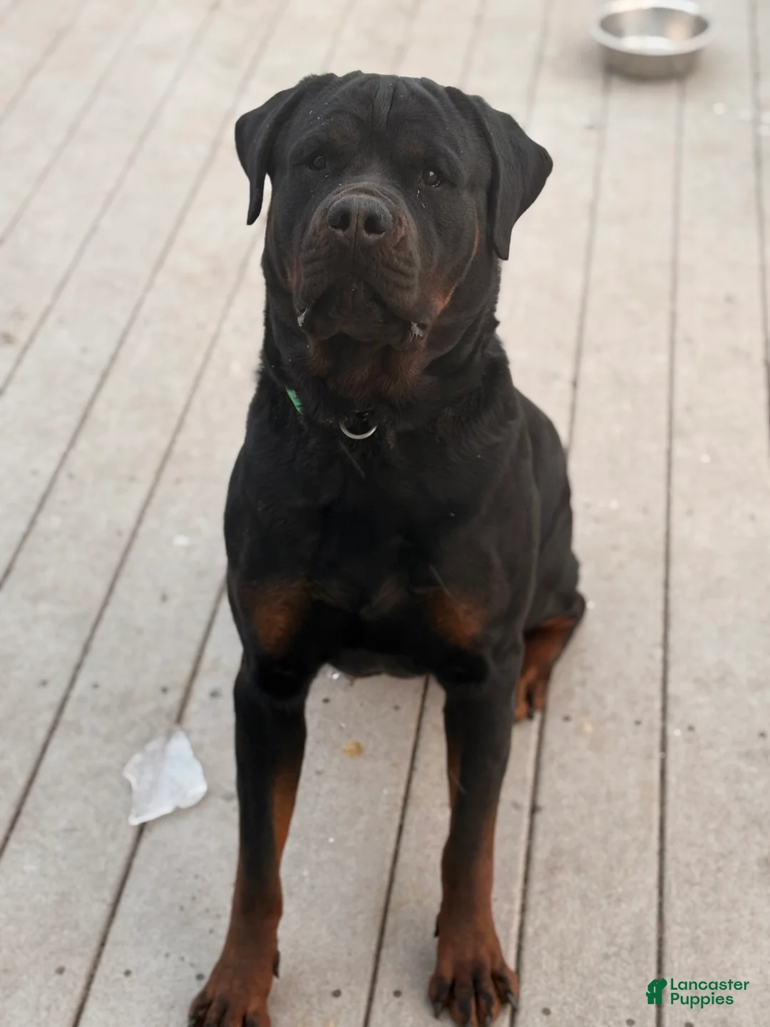 Rottweiler dogs for stud:  Rottweiler Stud services  - Ad 7