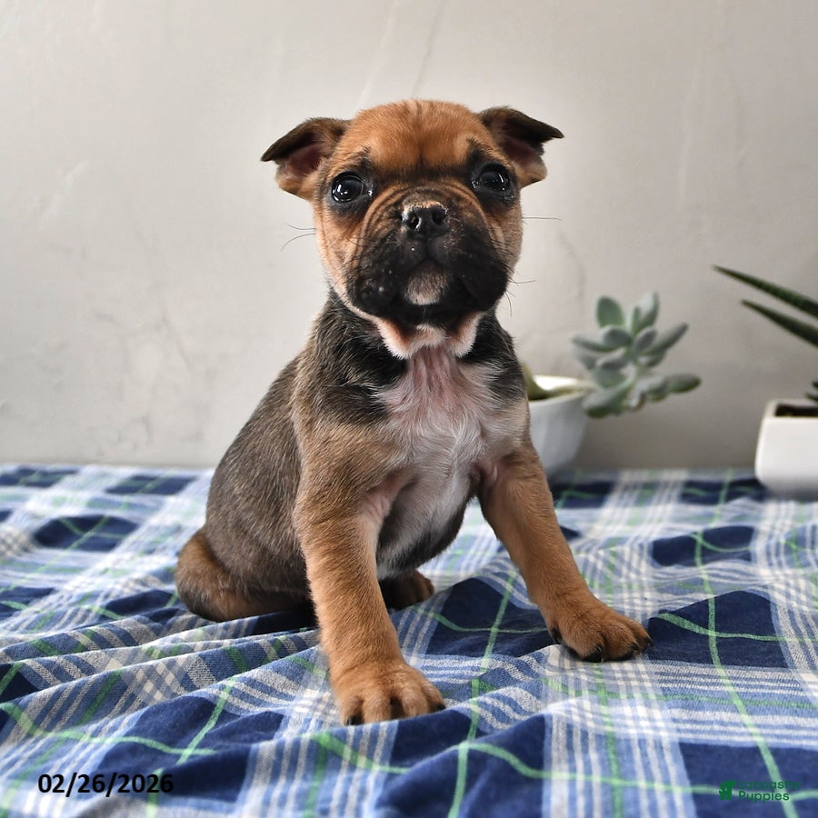 Frenchton dogs Emily - Ad 1