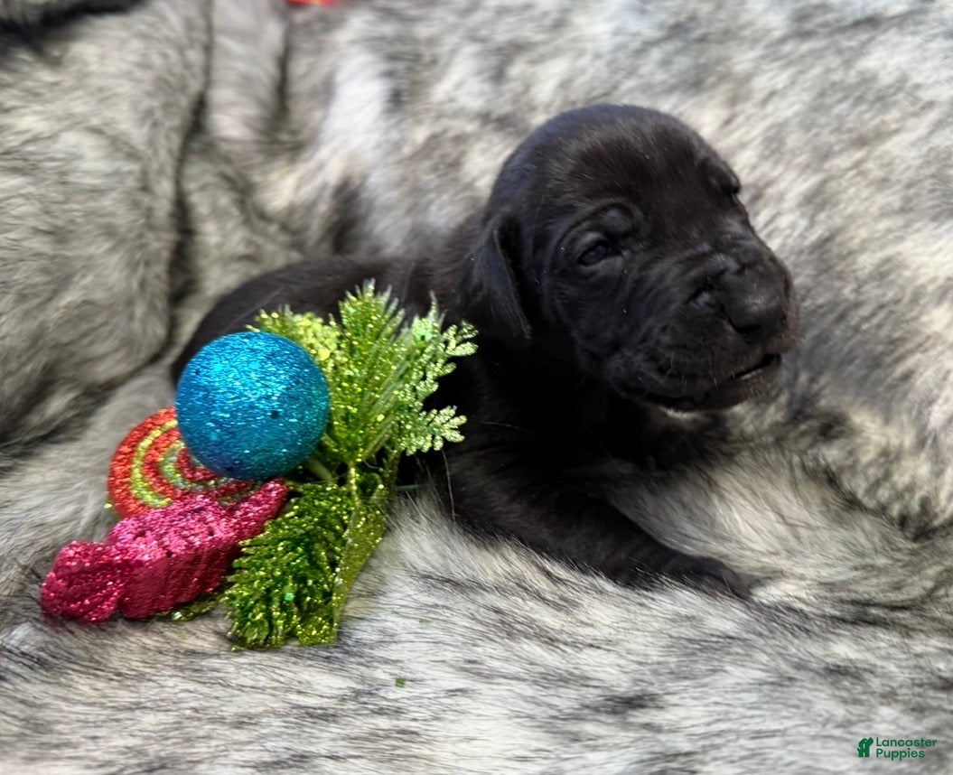 Great Dane dogs Our Lil Black Out - Ana  - Ad 5