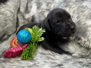 Great Dane dogs Our Lil Black Out - Ana - Ad 5