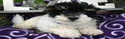 Bernedoodle dogs for sale: Betty Bernedoodle 4 - Ad 1
