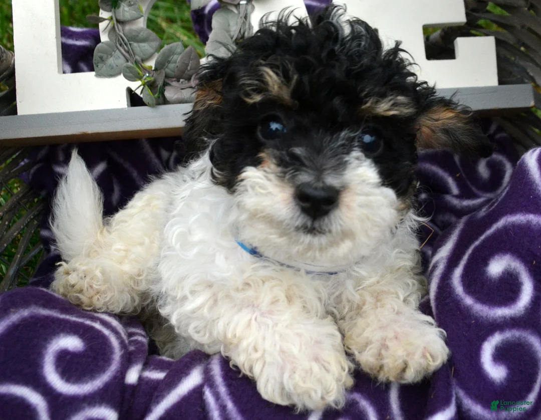 Bernedoodle dogs for sale: Betty Bernedoodle 4 - Ad 1