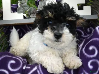 Bernedoodle dogs Betty Bernedoodle 4 - Ad 24