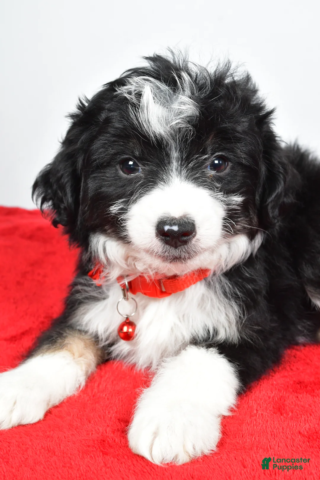 Mini Aussiedoodle dogs for sale: Gabrielle - Ad 5