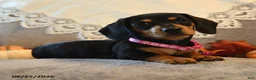 Dachshund dogs for sale: Penny - Ad 4