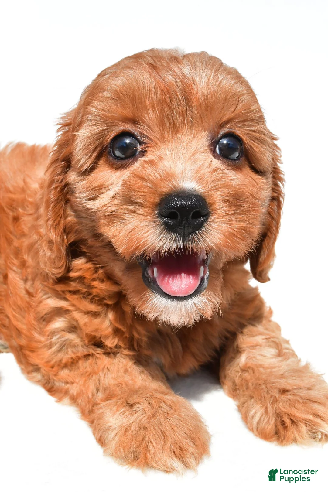 Cavapoo dogs for sale: Liz - Ad 5