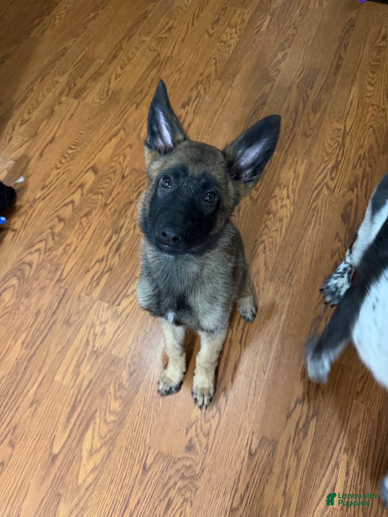 Mixed Breed dogs Zara - Ad 2