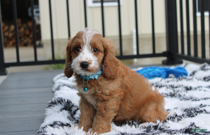 Cockapoo dogs Leo - Ad 2