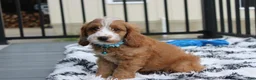 Cockapoo dogs for sale: Leo - Ad 2