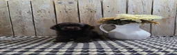 Cocker Spaniel dogs for sale: Cody - Ad 6