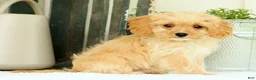 Cavapoo dogs for sale: Winston - Ad 8