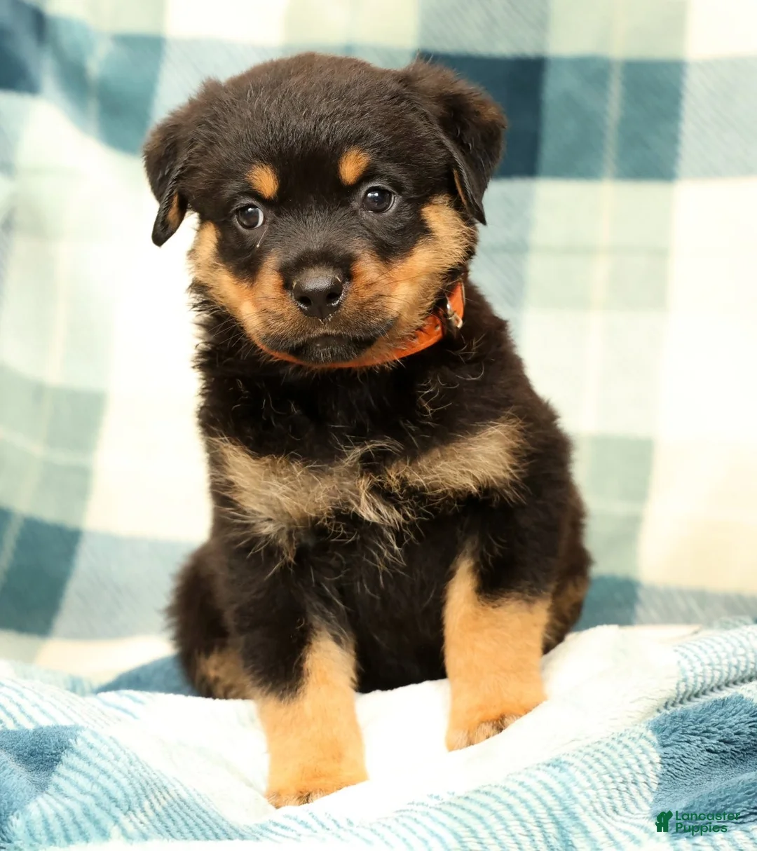 Rottweiler dogs for sale: Sadie - Ad 2