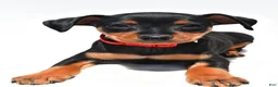 Miniature Pinscher dogs for sale: Bennett - Ad 4