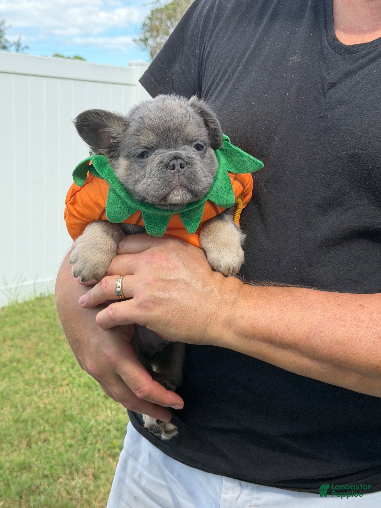 French Bulldog dogs for sale: French Bulldog 1 - Ad 1
