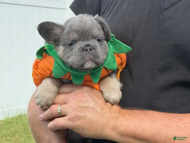 French Bulldog dogs for sale: French Bulldog 1 - Ad 1