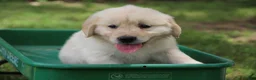Golden Retriever dogs for sale: Golden Retriever 6 - Ad 3