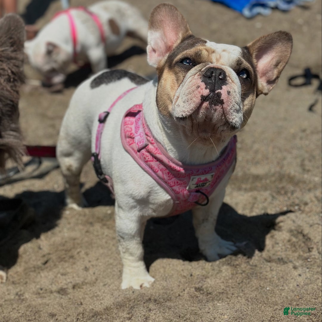 French Bulldog dogs for sale: Lilac and tan platinum fluffy pink carrier  - Ad 7