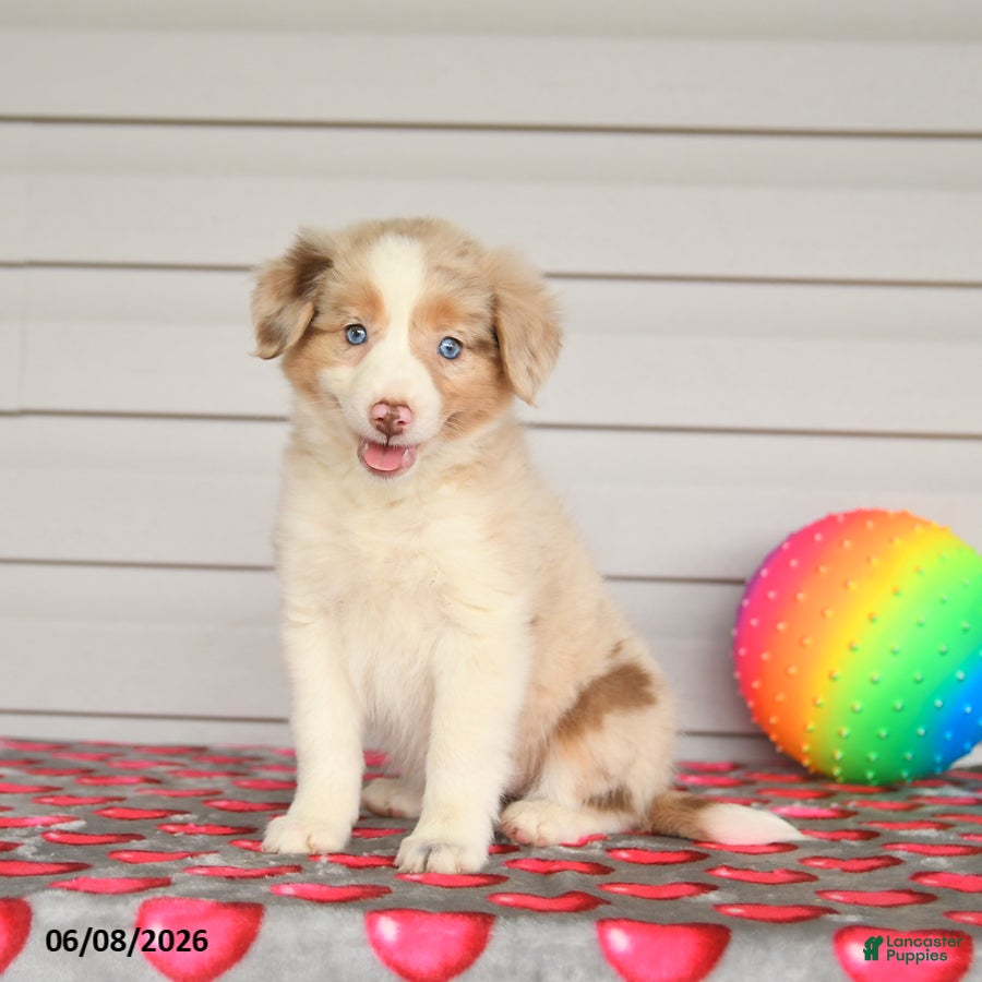 Mixed Breed dogs Kiwi - Ad 1