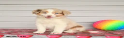 Mixed Breed dogs for sale: Kiwi - Ad 1
