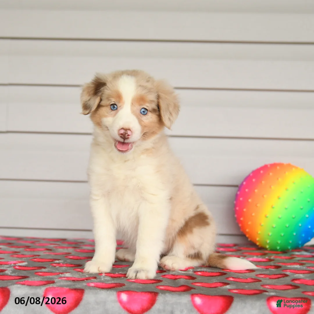 Mixed Breed dogs for sale: Kiwi - Ad 1
