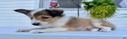 Shetland Sheepdog dogs for sale: Jasper - Ad 4