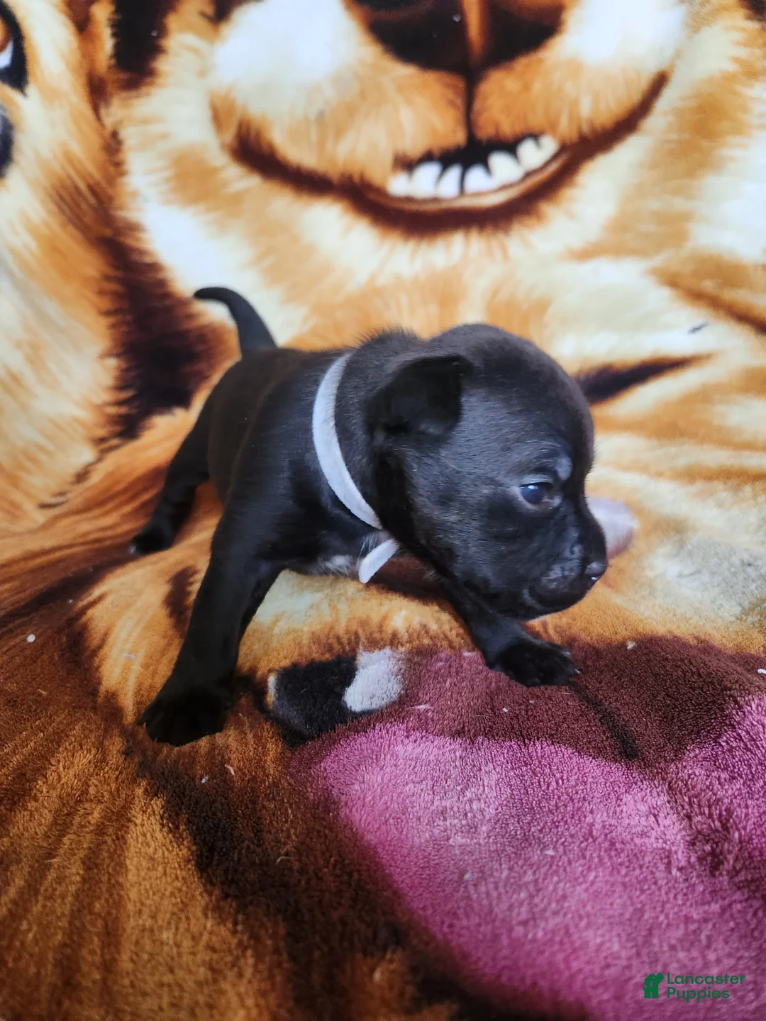 Staffordshire Bull Terrier dogs for sale: Wes - Ad 2
