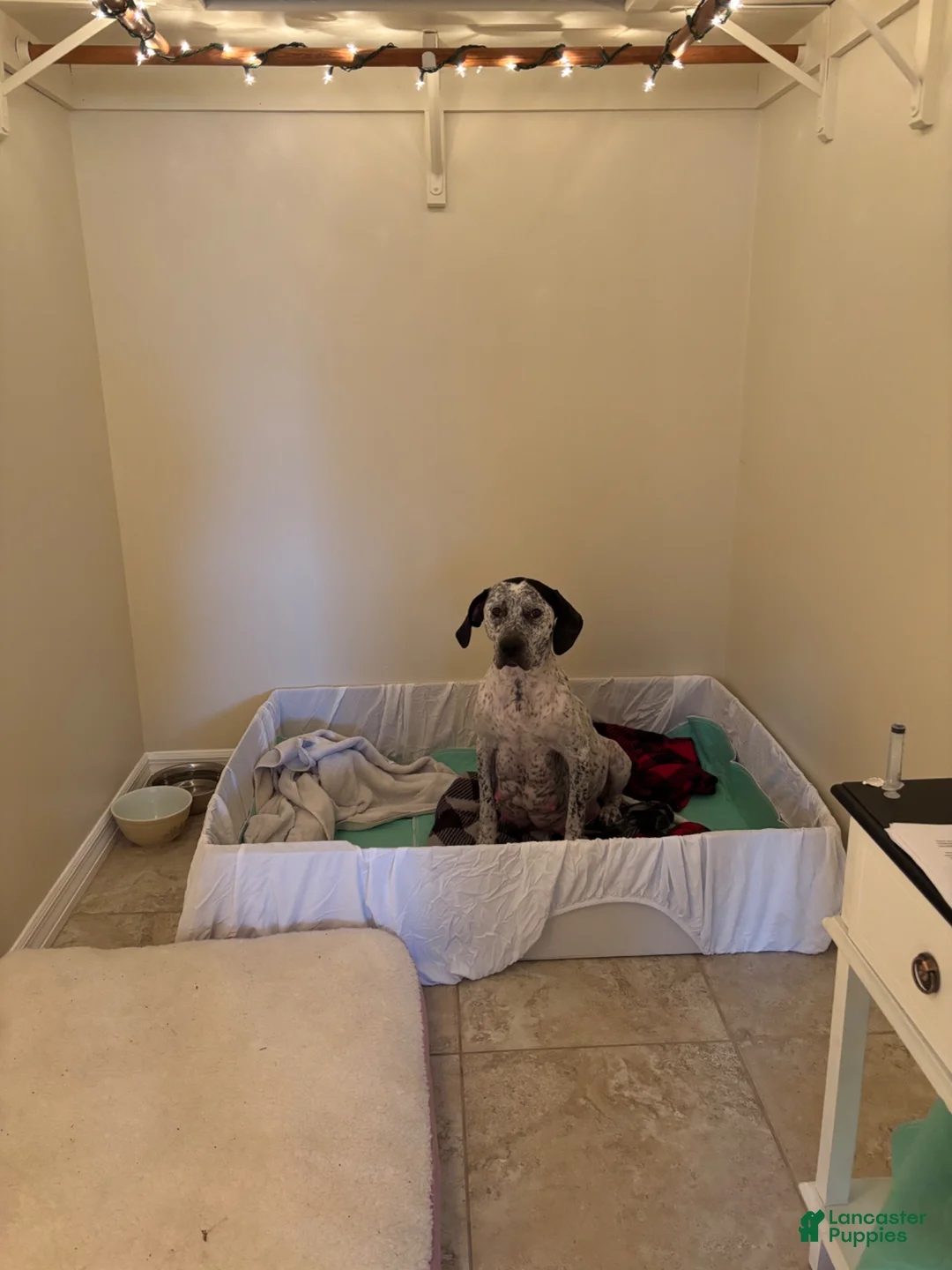 Mixed Breed dogs for sale: Mixed Breed Puppy 2 - Ad 6