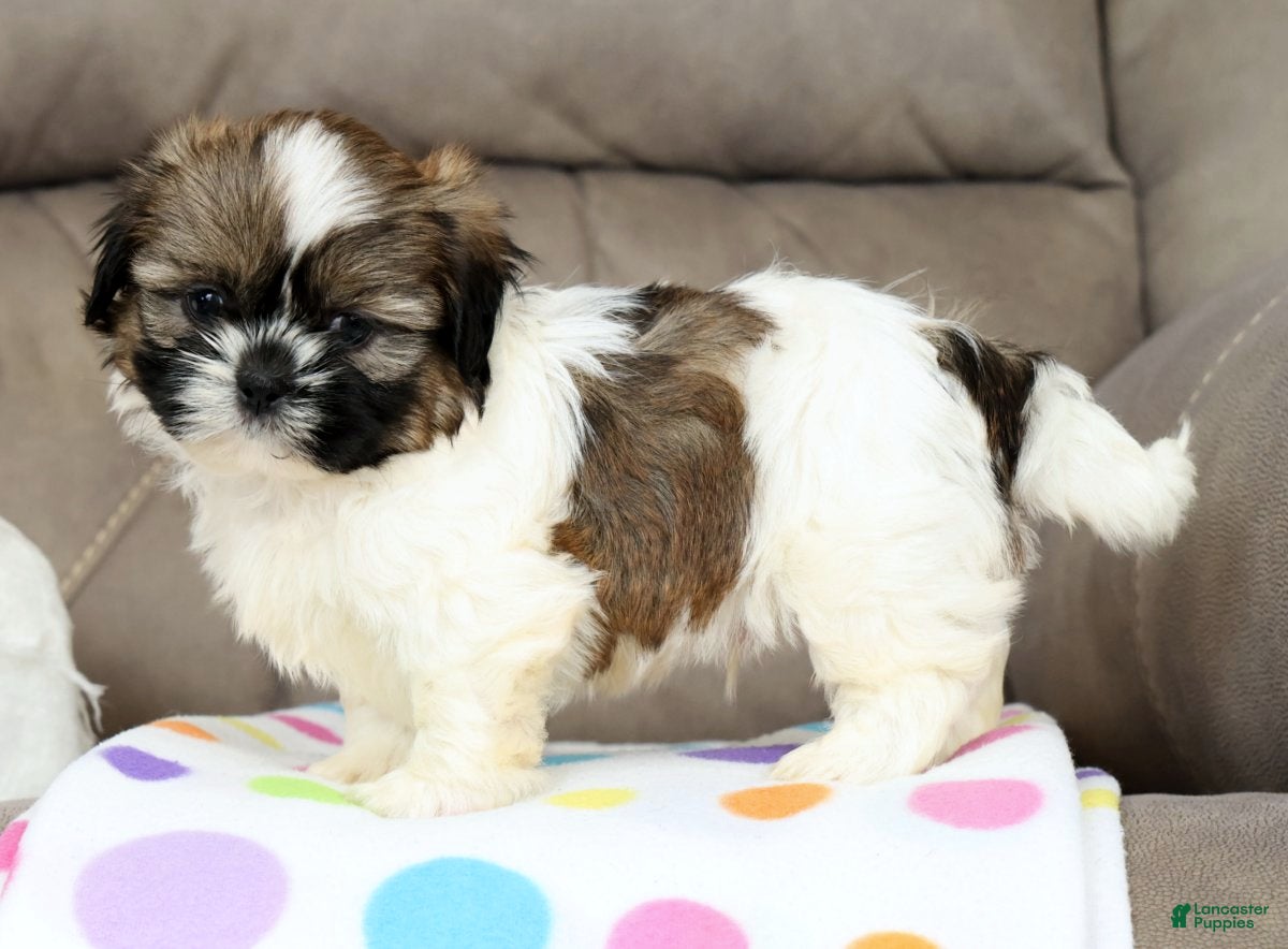 Shih Tzu dogs Rubble - Ad 1