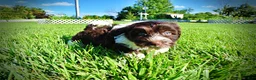 Havapoo dogs for sale: Bandit - Ad 13