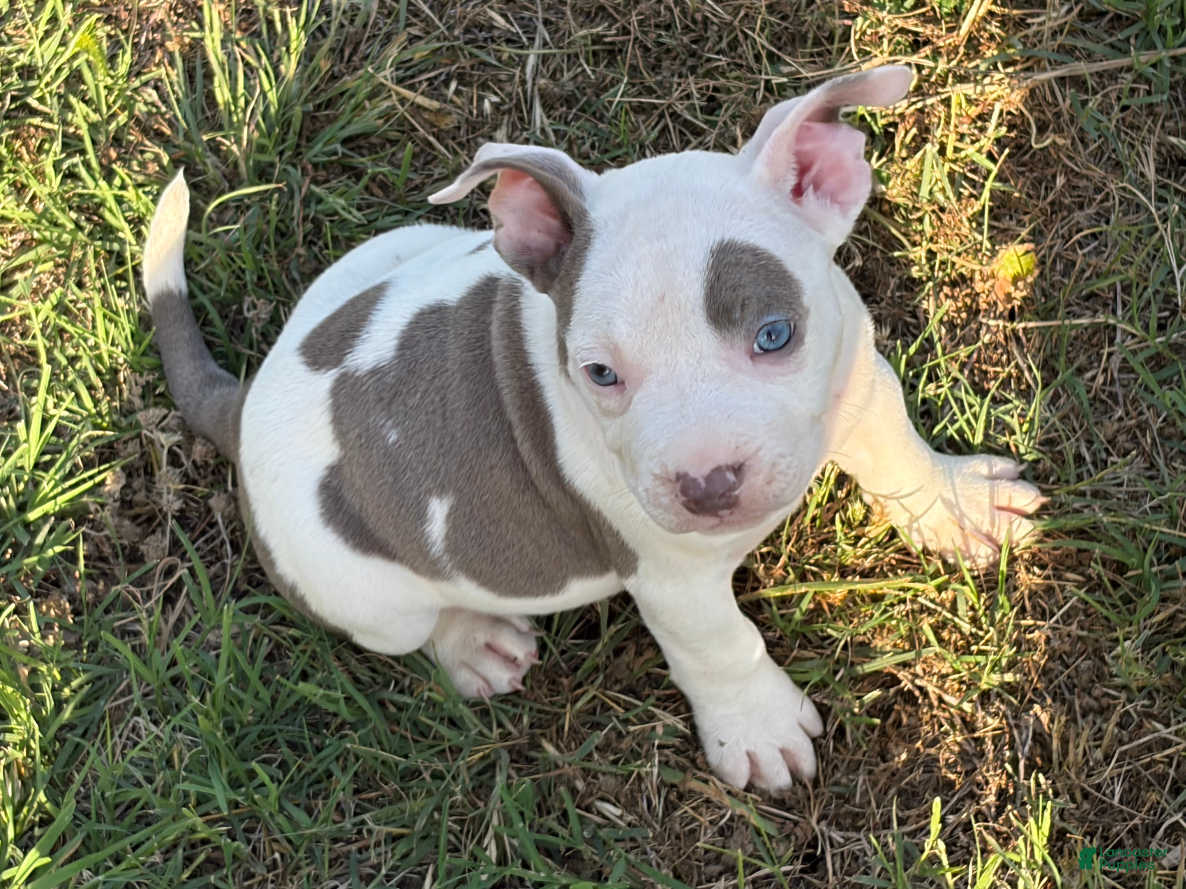 American Bully dogs American Bully Puppy 4 - Ad 4