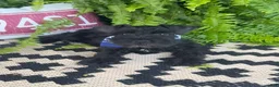 Miniature Schnauzer dogs for sale: Rowdy - Ad 3