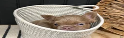 French Bulldog dogs for sale: Butterscotch - Ad 14