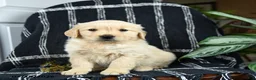 Golden Retriever dogs for sale: Paula - Ad 1