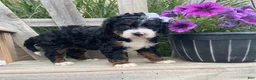Mini Bernedoodle dogs for sale: Kandy - Ad 5