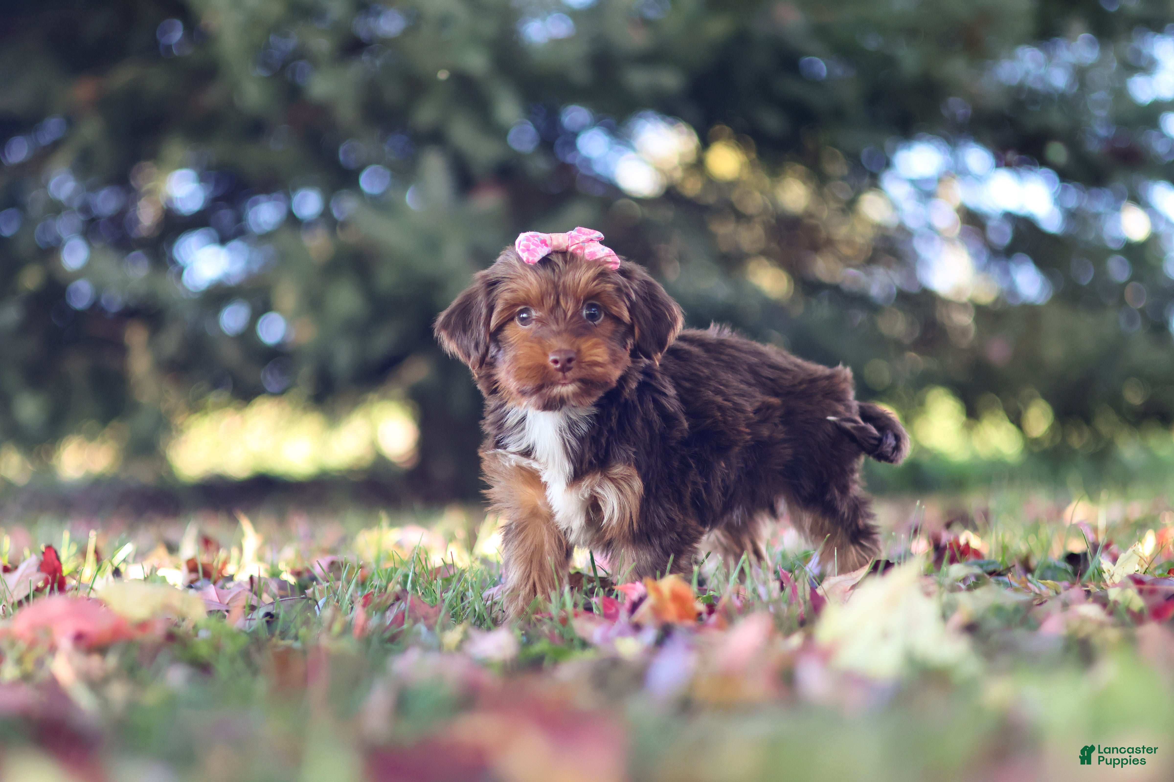 Yorkiepoo dogs for sale: Churro - Ad 2