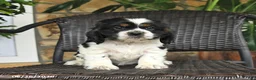 English Cocker Spaniel dogs for sale: Tessa - Ad 3