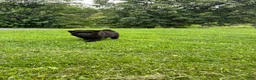 Chow Chow dogs for sale: Sunshine - Ad 7