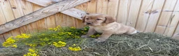 Labrador Retriever dogs for sale: Scarlette - Ad 15