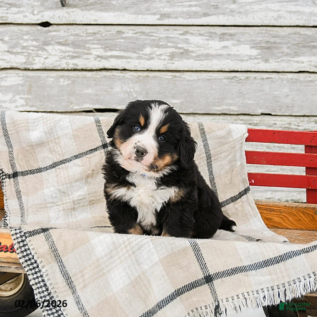 Bernese Mountain Dog dogs for sale: Murphy - Ad 1