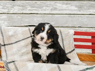 Bernese Mountain Dog dogs Murphy - Ad 16