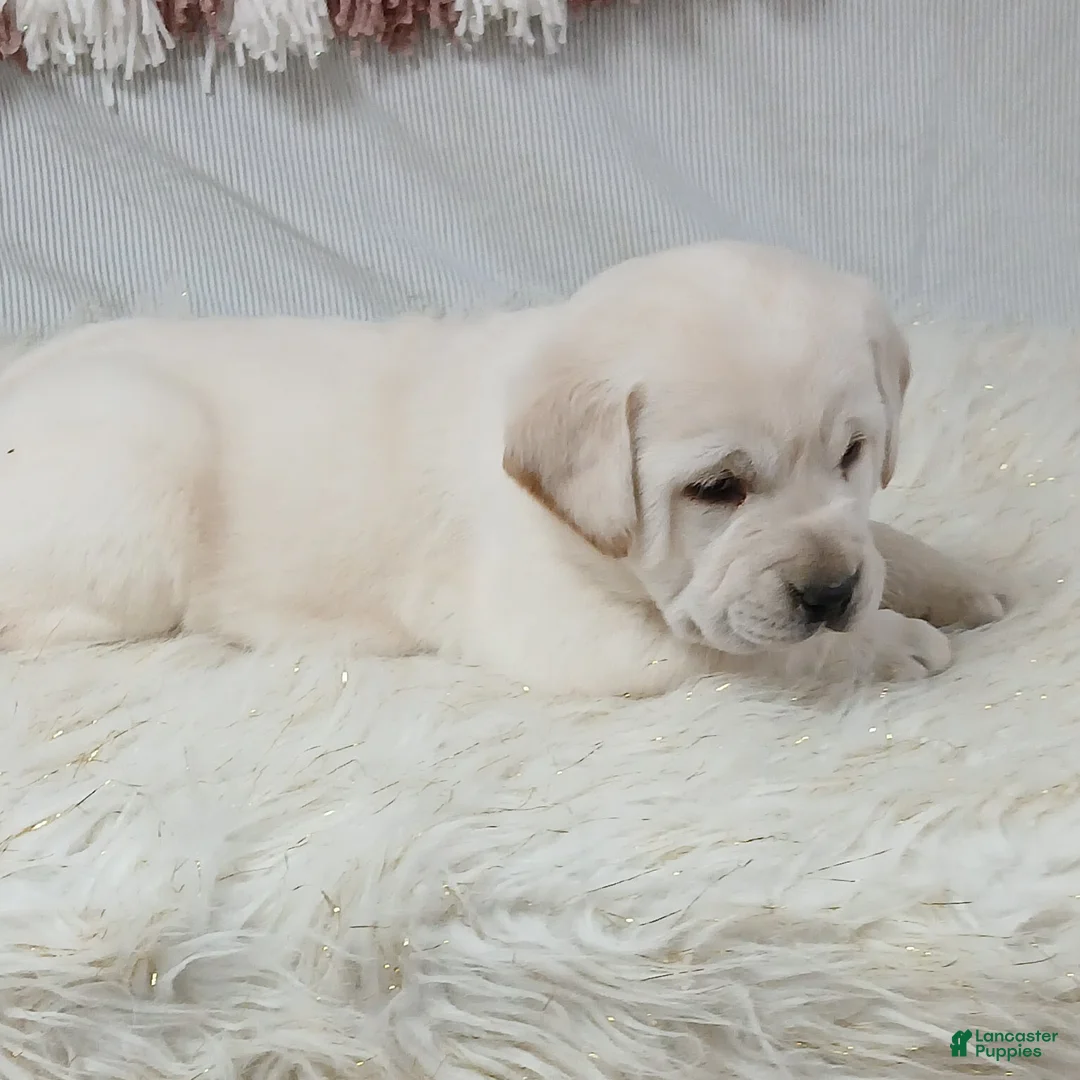 Labrador Retriever dogs for sale: IRIS - Ad 6