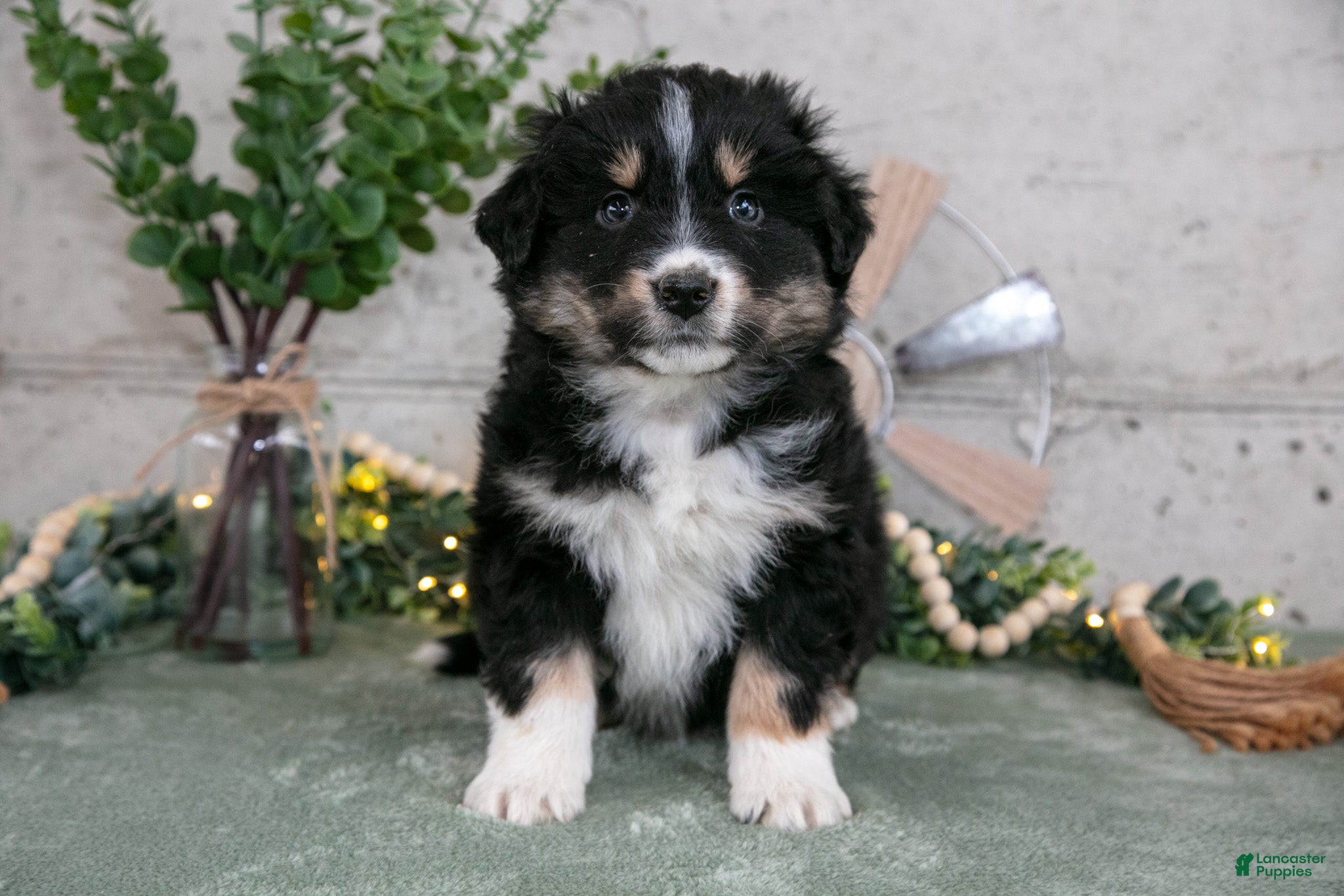 Australian Shepherd dogs Sully - Ad 2