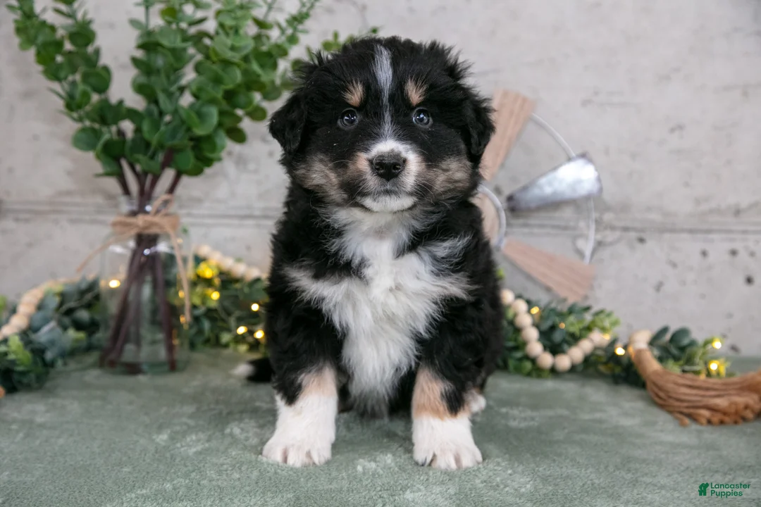 Australian Shepherd dogs for sale: Sully - Ad 2